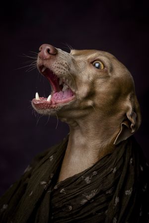 Italian Greyhound dog with scarf