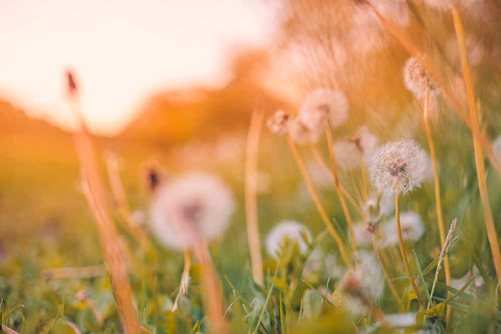Dandelions at sunset
