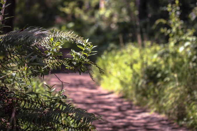 Fern in foreground of forest path