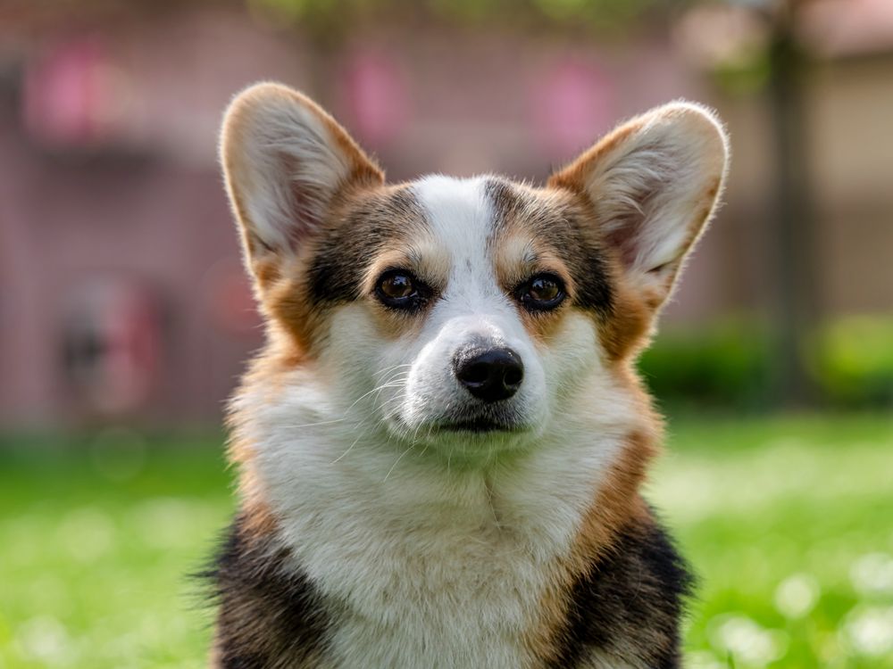 Funny dog tricolor corgi pembroke