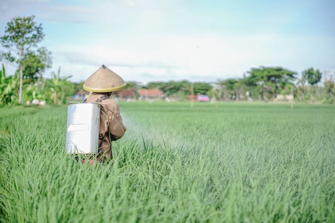A mature man farmer spraying pesticide on rice green field