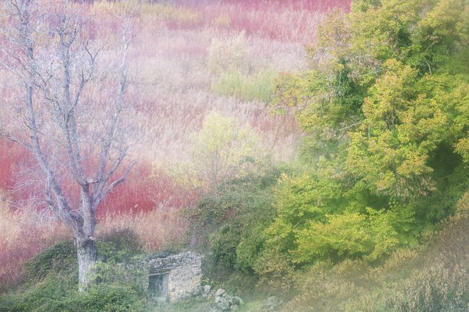 Blurred trees in forest