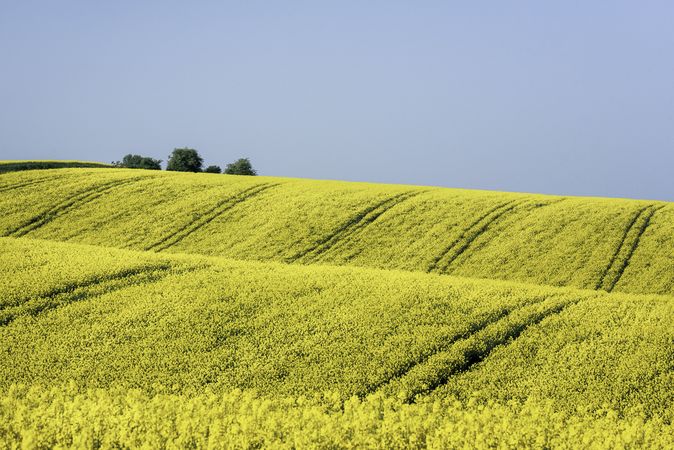 Rapeseed hills under a clear sky