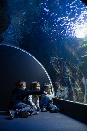 Three kids staring at fishes in an aquarium