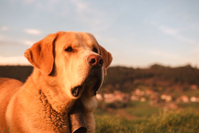 Dog between field and blue sky