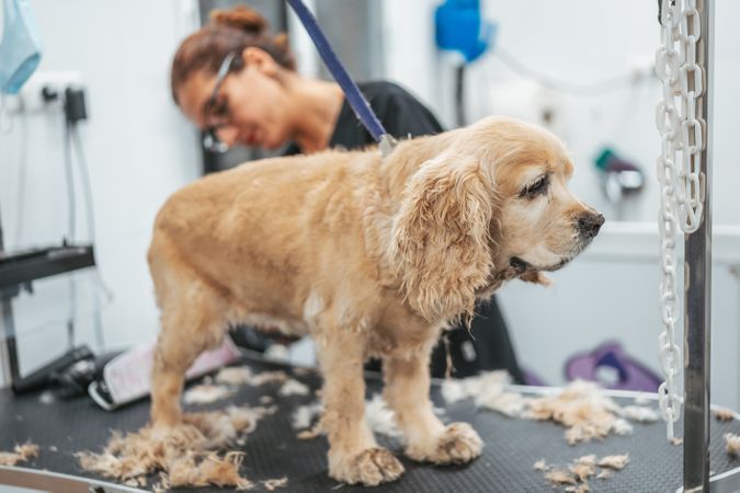 groomer shaving happy dog