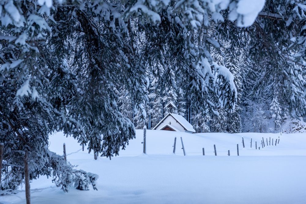 Winter scenery with snow-covered fir tree branches in the Bavarian Alps, Germany