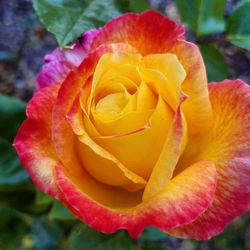 Yellow and fuscia rose, square crop