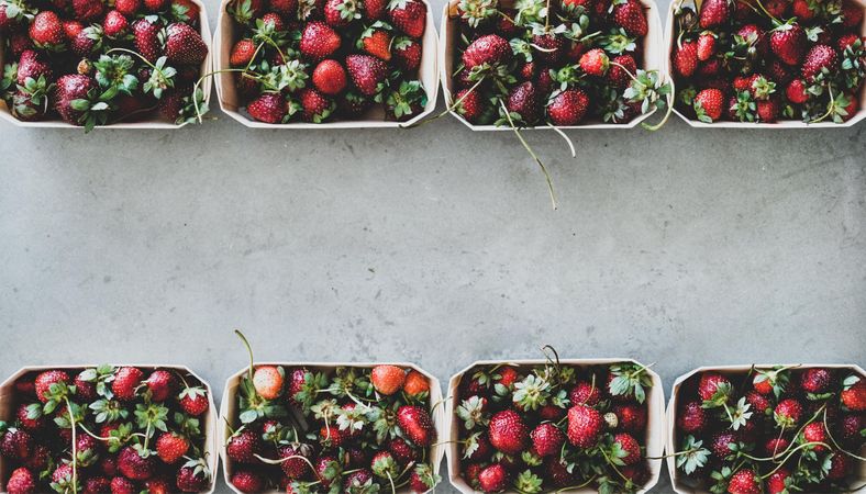 Strawberries in eco-friendly plastic-free boxes, in rows, on concrete background, copy space
