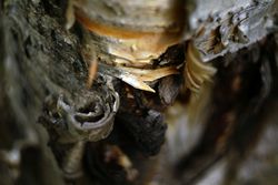 Bark on wood
