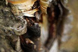 Bark on wood