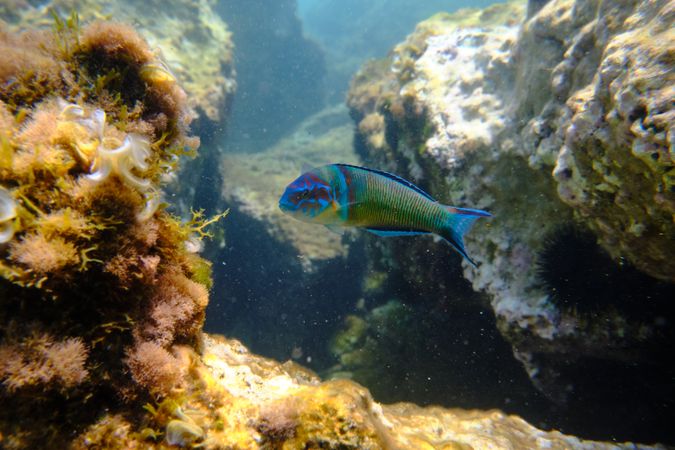 Exotic fish swimming in ocean