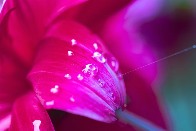 Close up of droplets and string of spider web on pink flower