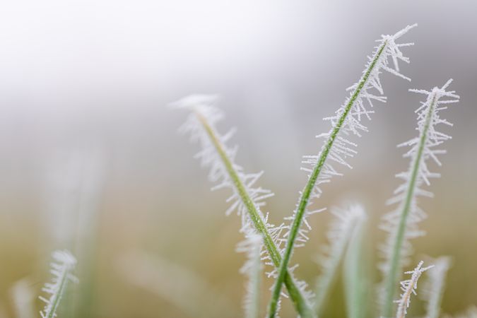 Close up of frost on grass