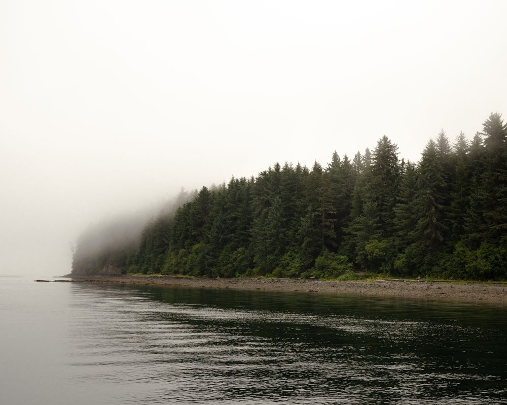 Green trees beside river in foggy weather