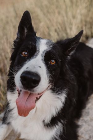 Senior Border Collie sitting on road against blurred dry grass