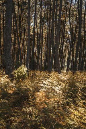 Coniferous tress at forest of New Zealand
