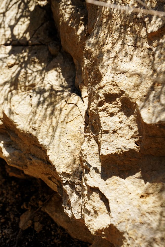 Texture of brown tree bark in nature