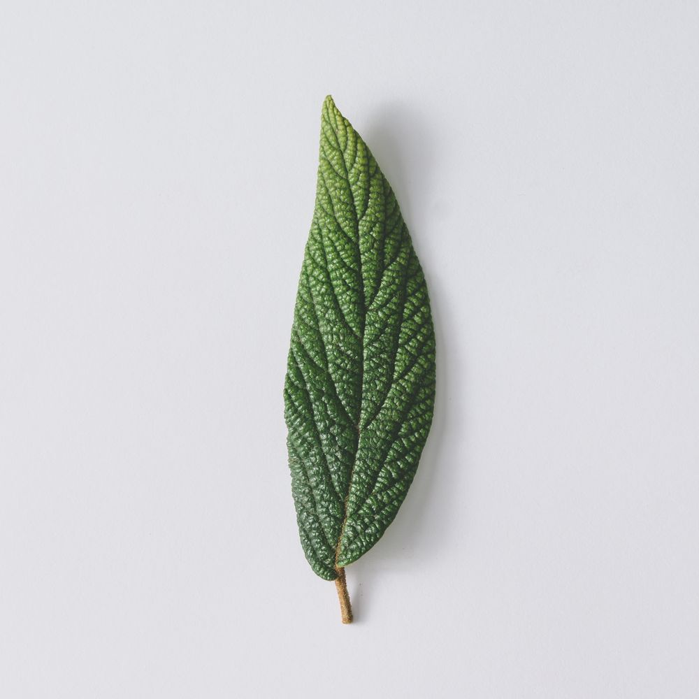 Green leaf on light  background