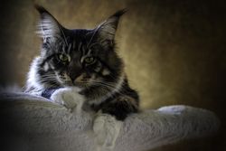 Maine Coon cat