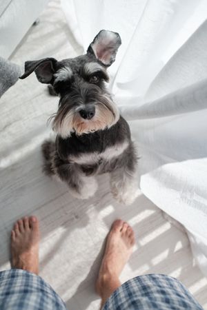 Playful purebred dog waiting treat from owner