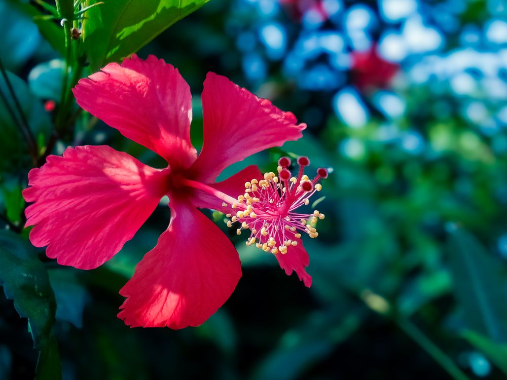 Shoeblackplant flower