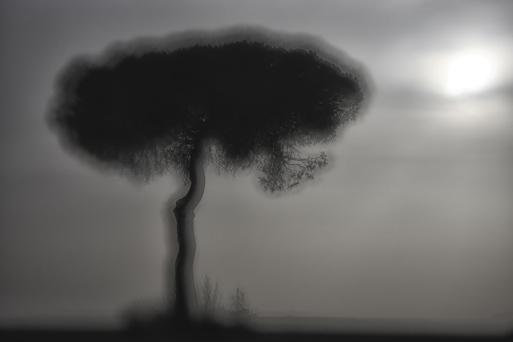Defocused trees in sunset valley