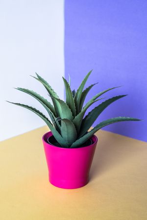 Aloe vera plant in a multicolor background