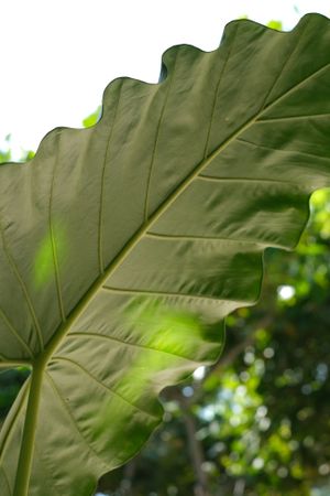 Leaf
