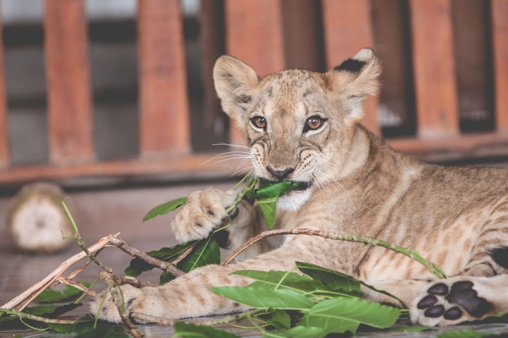 Brown lioness on green grass
