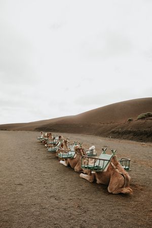 Camels resting near hill