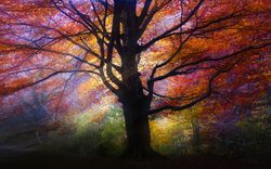 Majestic big tree with multicolored foliage in light