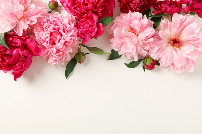 Flat lay composition with beautiful peonies on light background, space for text and top view
