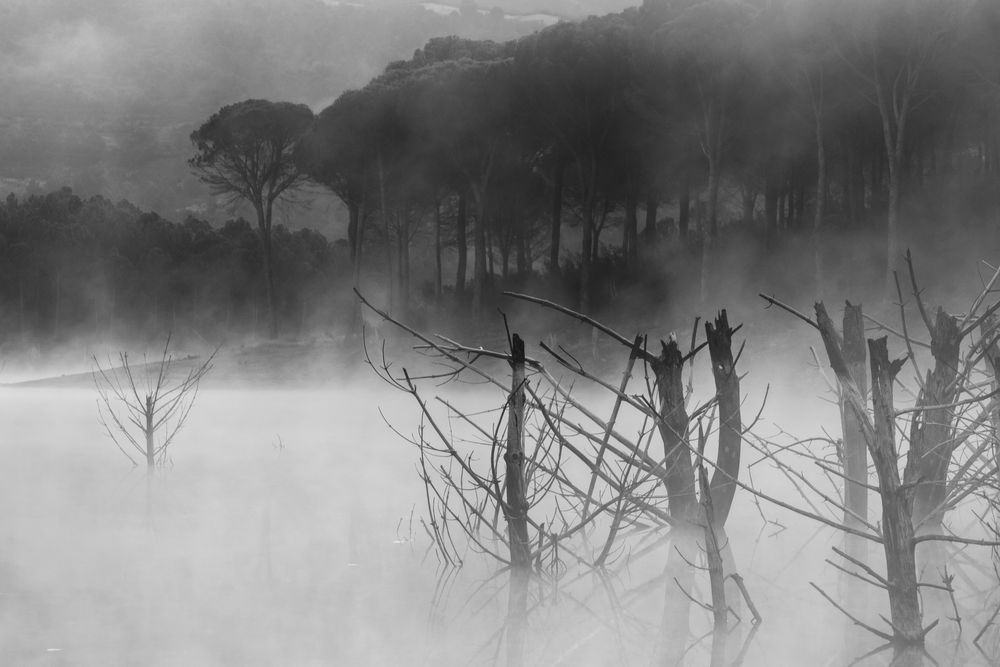 Beautiful mysterious river with trees in mist