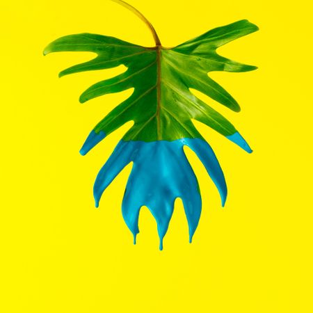 Green tropical leaf dipped n blue paint on yellow background