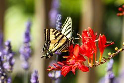 Tiger butterfly perched on red flower