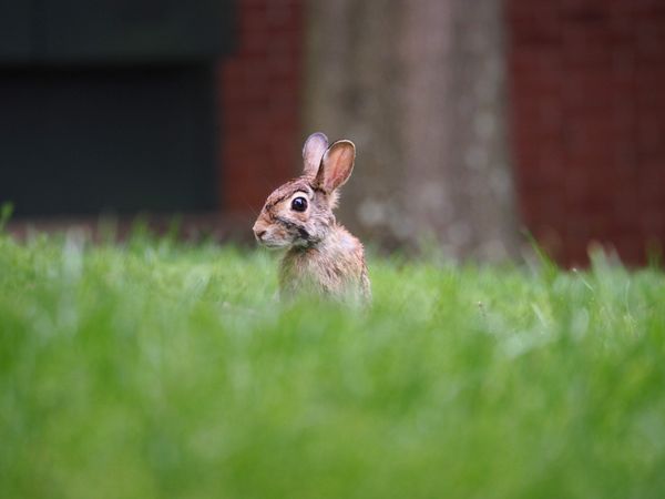 Curious Hopper: Macro Young Rabbit Peeking Above Tall Brush with Perked Ears