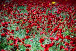 Red poppies in a meadow