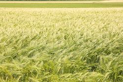 Green barley field, space for text. Agriculture
