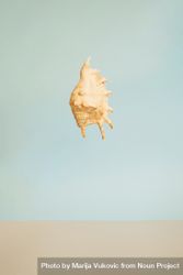 Seashell suspended against a blue background 4jZwz4