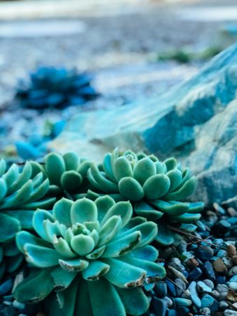 Close up of three succulent plants outside