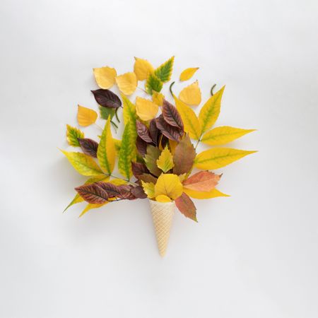 Cone of autumn leaves on plain background