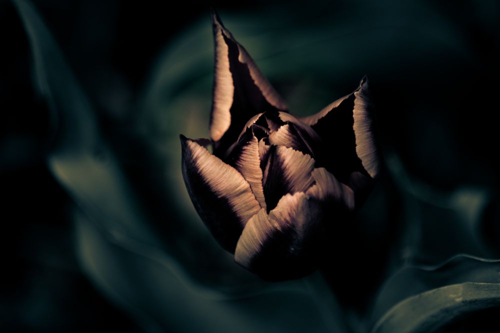 Closed purple flower