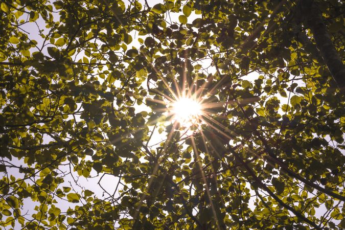 Looking up at green leaves on tree with sun flare coming through