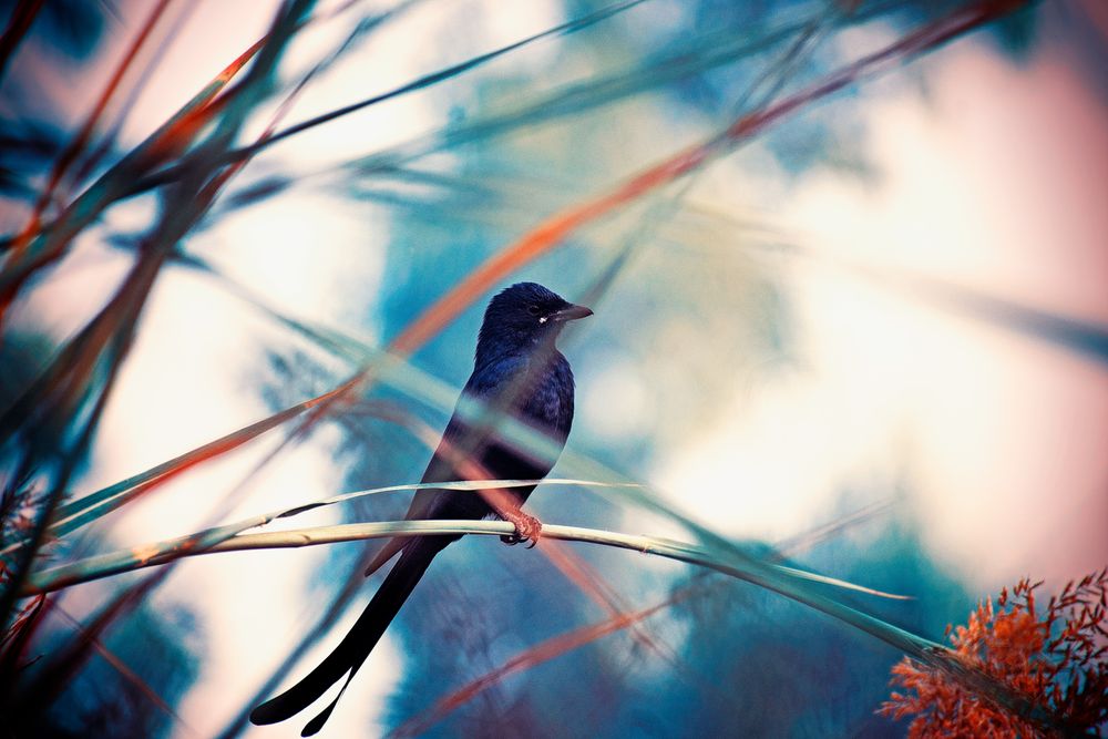 Old world flycatchers perched on tree branch during daytime