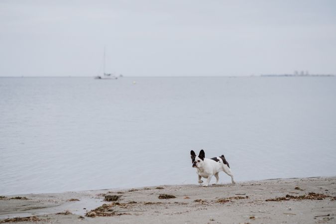 Dog running on beach near sea