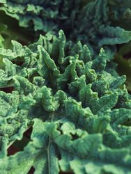 Wavy verdant surface of curve plant leaves
