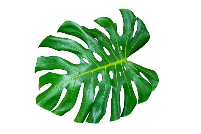 Green Leaf Monstera