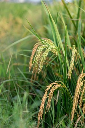 Golden rice plants in field ready for harvest