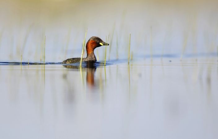 Wild bird swimming on water